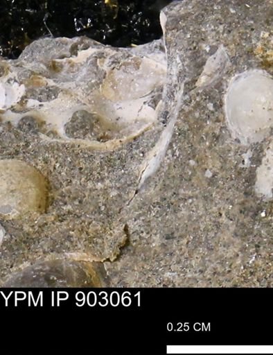 undet. Mollusca