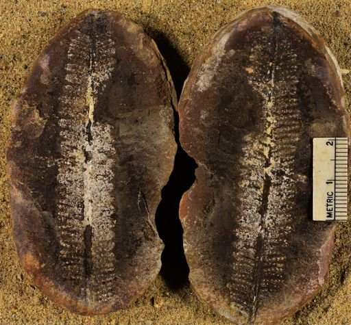 Pecopteris