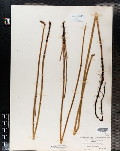 Equisetum hyemale