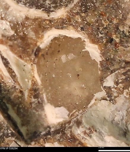 Corbulamella gregaria