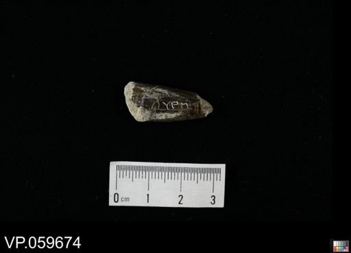 Protosphyraena sp.