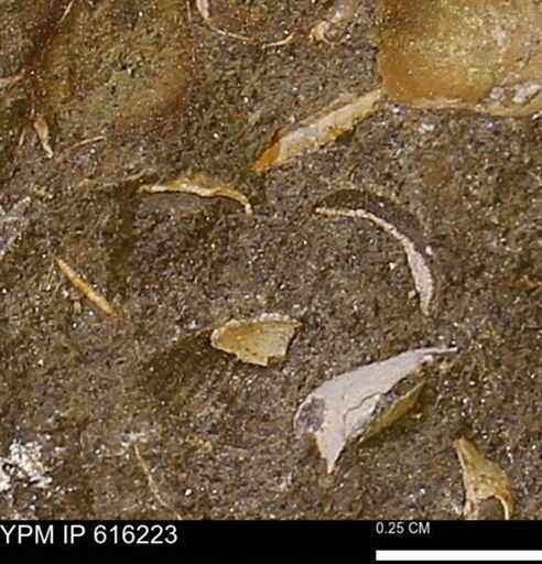 undet. Mollusca