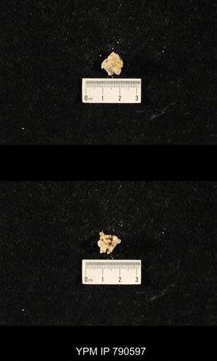 undet. Bryozoa