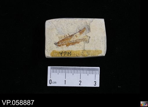 undet. Actinopterygii