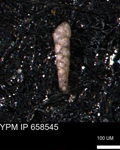 Verneuilinoides kansasensis