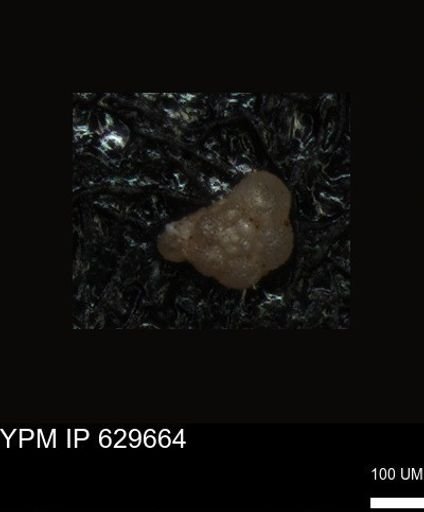 undet. Foraminiferida
