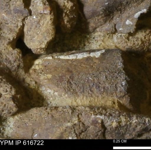 Teredo sp.