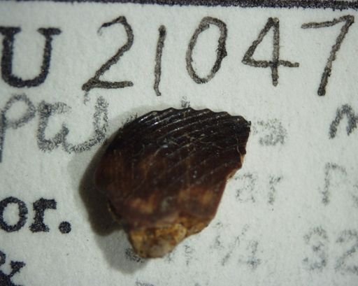Ptilodus montanus