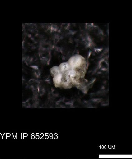 undet. Foraminiferida
