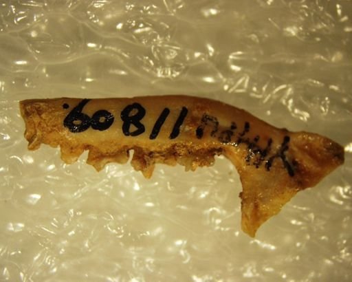Talpa tyrrhenica