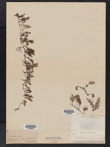 Trichomanes