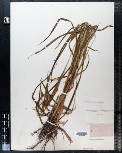 Carex artitecta