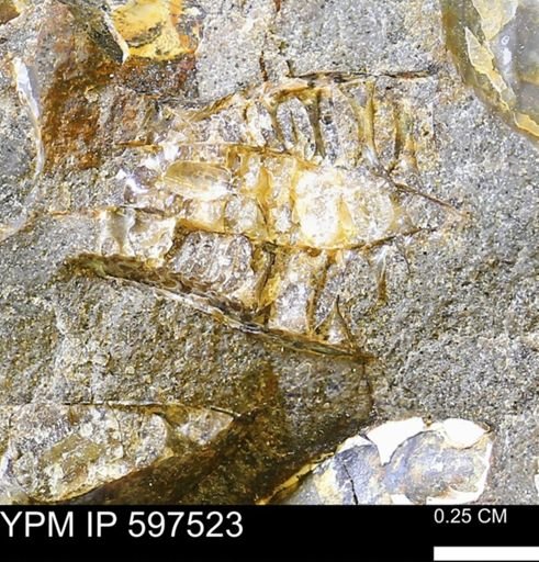 Sphenodiscus sp.
