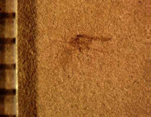 Aphididae?