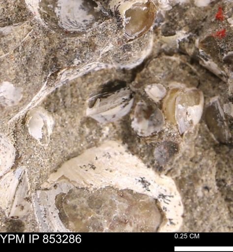 Protocardia sp.