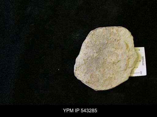 Asteriacites sp.