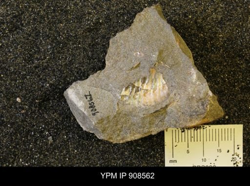 Scaphitidae