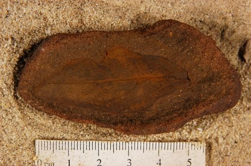 Angiospermopsida