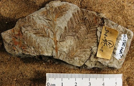 Metasequoia occidentalis