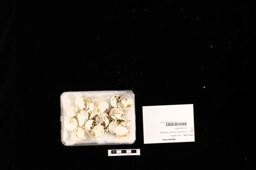 Apalone ferox