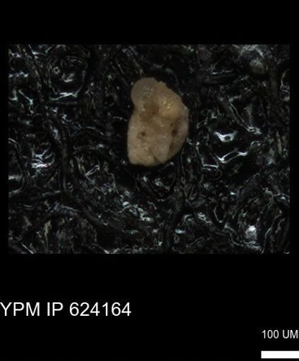 undet. Heterohelicidae