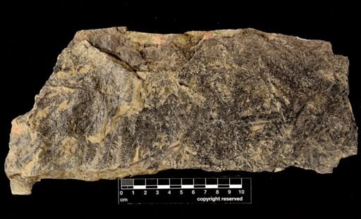 Calcaropteris boeselii