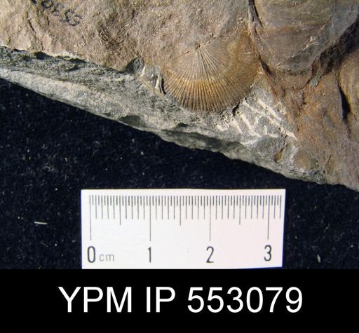 Devonochonetes sp.