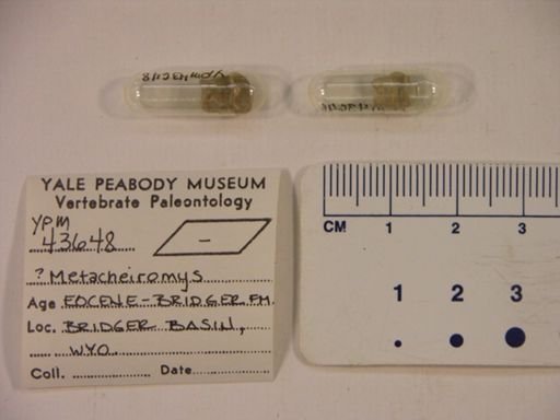 Metacheiromys?