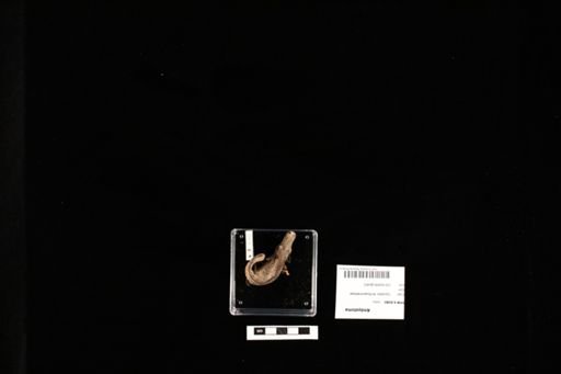 Ambystoma
