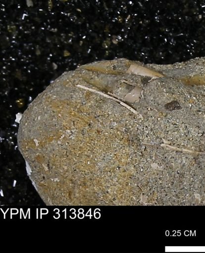 undet. Scaphopoda