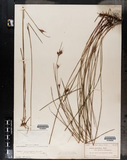Scleria pauciflora