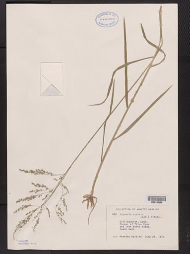 Glyceria septentrionalis