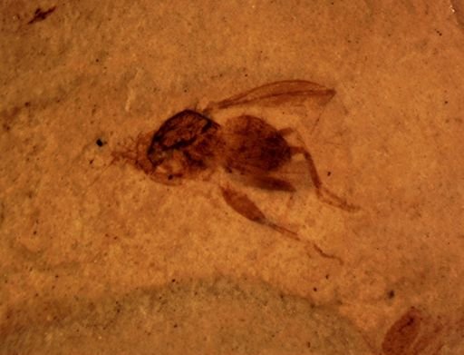 Hymenoptera?