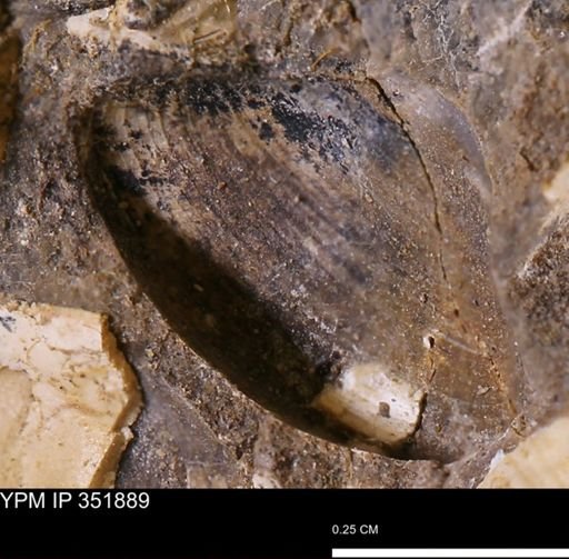 Limopsis striatopunctatus