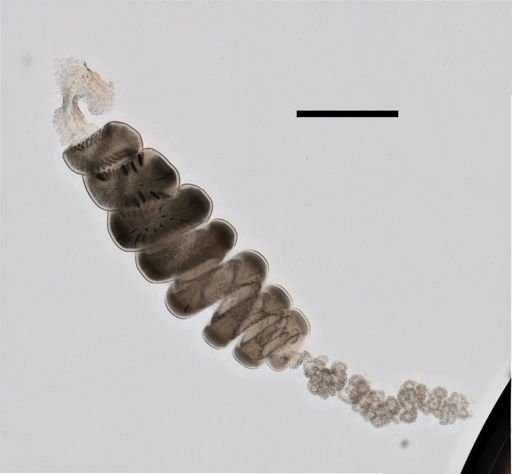 Halistemma rubrum