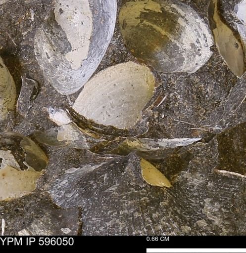 Protocardia?