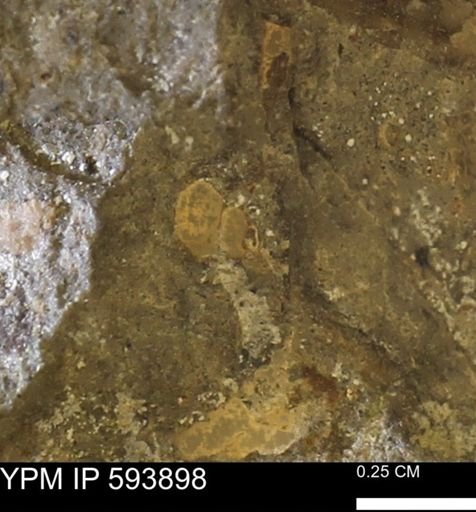 Gastropoda?; undet.