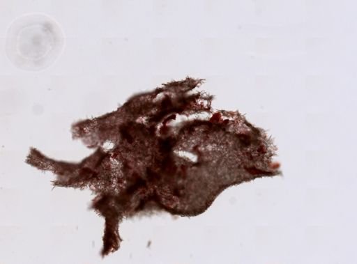 Clathrina coriacea
