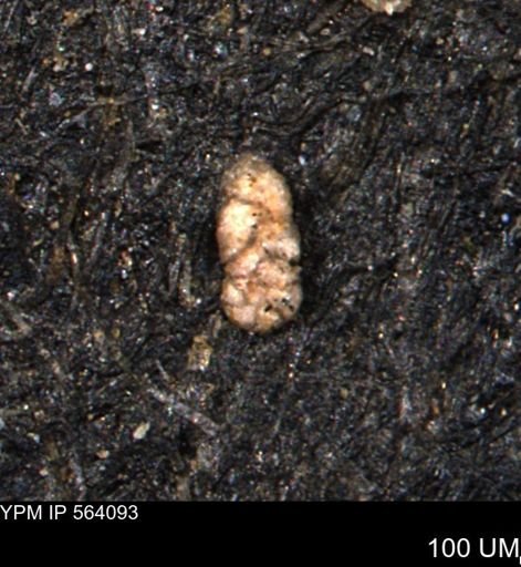Ammobaculoides whitneyi