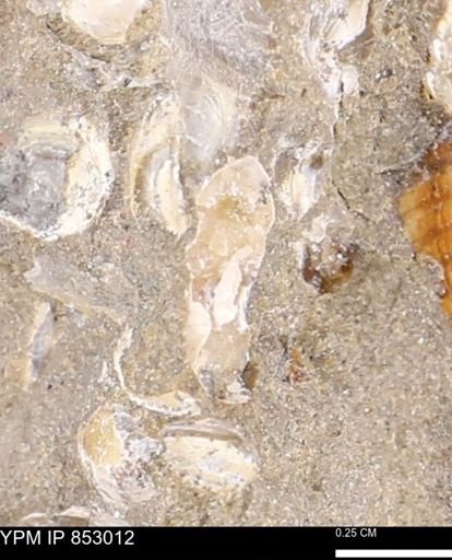 Limopsis striatopunctatus