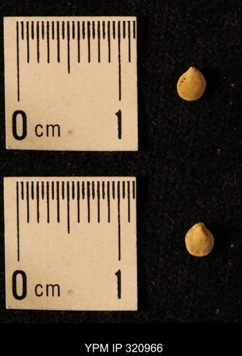 Dielasma elongatum