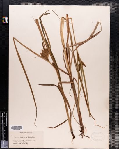 Carex retrorsa