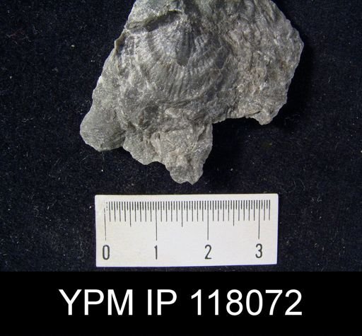 Atrypa reticularis