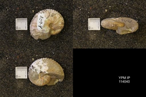 Discoscaphites conradi