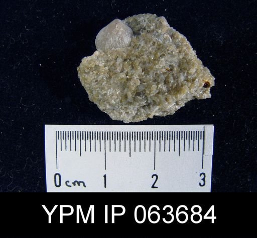 Wilsonella saffordi