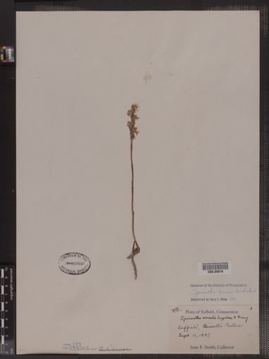 Spiranthes cernua