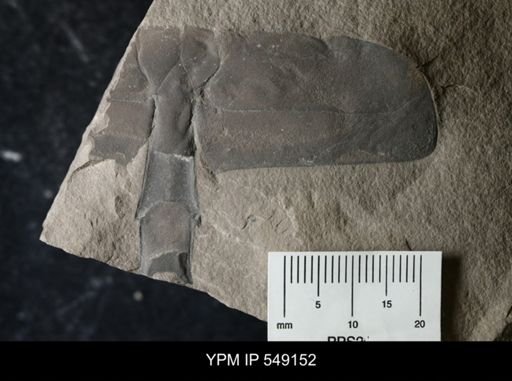 undet. Eurypterida