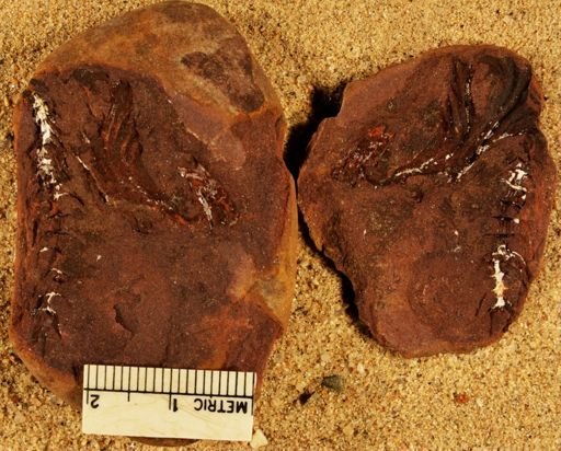 Calamites