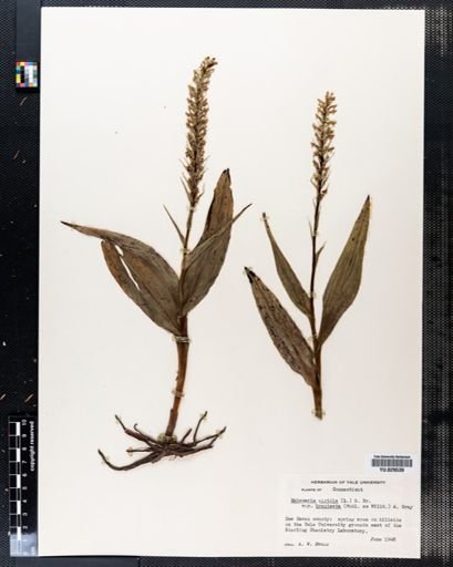 Habenaria viridis