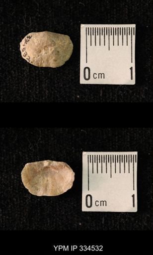 Mesolobus obsoletus